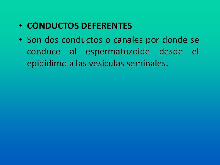  • CONDUCTOS DEFERENTES • Son dos conductos o canales por donde se conduce