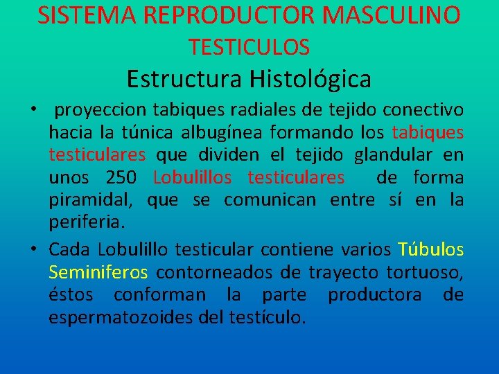 SISTEMA REPRODUCTOR MASCULINO TESTICULOS Estructura Histológica • proyeccion tabiques radiales de tejido conectivo hacia