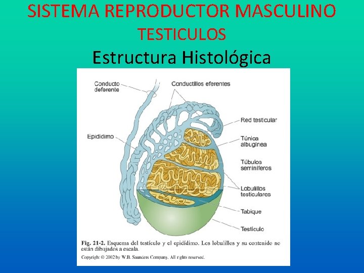 SISTEMA REPRODUCTOR MASCULINO TESTICULOS Estructura Histológica 
