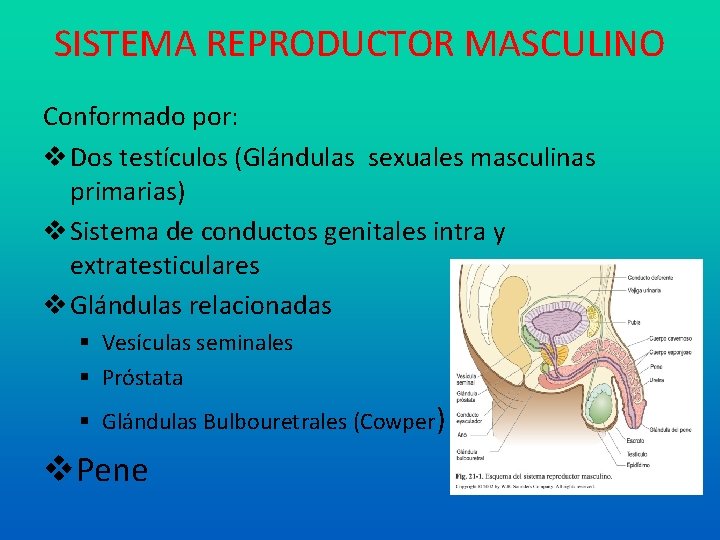 SISTEMA REPRODUCTOR MASCULINO Conformado por: Dos testículos (Glándulas sexuales masculinas primarias) Sistema de conductos
