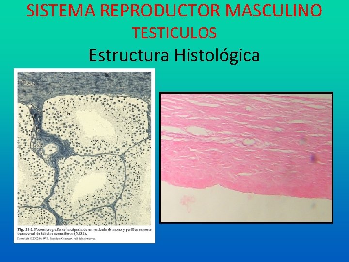 SISTEMA REPRODUCTOR MASCULINO TESTICULOS Estructura Histológica 