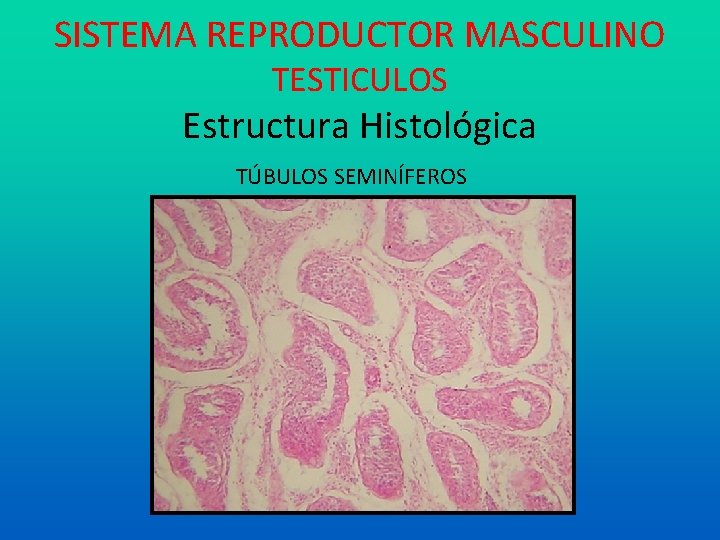 SISTEMA REPRODUCTOR MASCULINO TESTICULOS Estructura Histológica TÚBULOS SEMINÍFEROS 