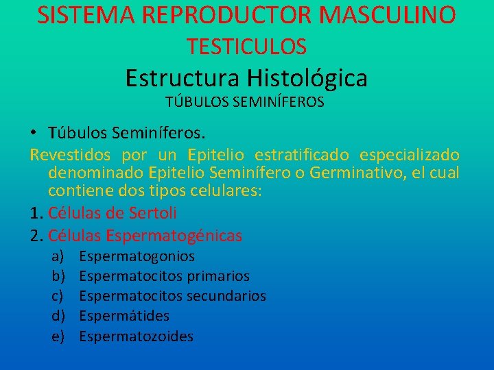 SISTEMA REPRODUCTOR MASCULINO TESTICULOS Estructura Histológica TÚBULOS SEMINÍFEROS • Túbulos Seminíferos. Revestidos por un