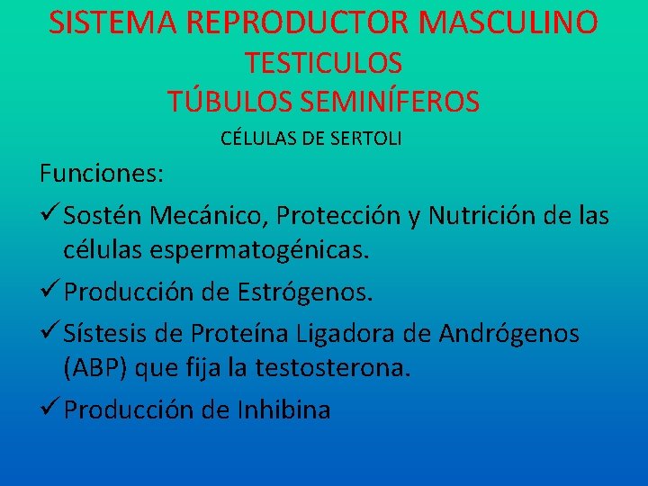 SISTEMA REPRODUCTOR MASCULINO TESTICULOS TÚBULOS SEMINÍFEROS CÉLULAS DE SERTOLI Funciones: Sostén Mecánico, Protección y