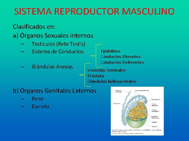 SISTEMA REPRODUCTOR MASCULINO Clasificados en: a) Órganos Sexuales internos – – Testículos (Rete Testis)