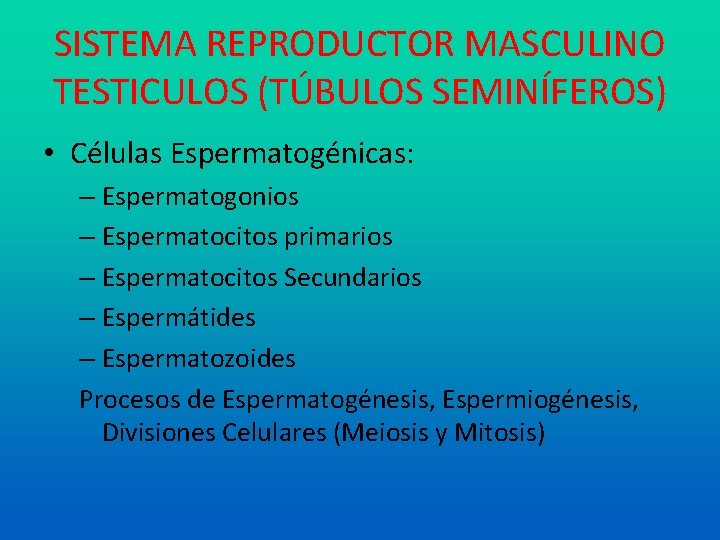 SISTEMA REPRODUCTOR MASCULINO TESTICULOS (TÚBULOS SEMINÍFEROS) • Células Espermatogénicas: – Espermatogonios – Espermatocitos primarios