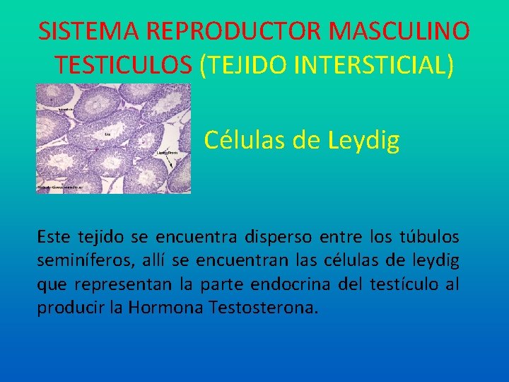 SISTEMA REPRODUCTOR MASCULINO TESTICULOS (TEJIDO INTERSTICIAL) Células de Leydig Este tejido se encuentra disperso