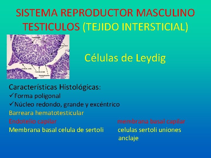 SISTEMA REPRODUCTOR MASCULINO TESTICULOS (TEJIDO INTERSTICIAL) Células de Leydig Características Histológicas: Forma poligonal Núcleo