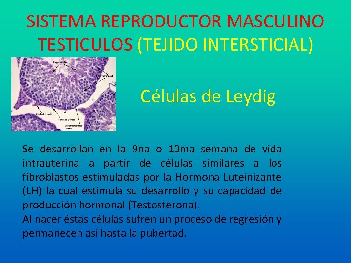 SISTEMA REPRODUCTOR MASCULINO TESTICULOS (TEJIDO INTERSTICIAL) Células de Leydig Se desarrollan en la 9