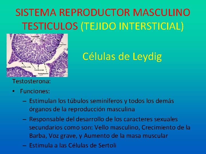 SISTEMA REPRODUCTOR MASCULINO TESTICULOS (TEJIDO INTERSTICIAL) Células de Leydig Testosterona: • Funciones: – Estimulan