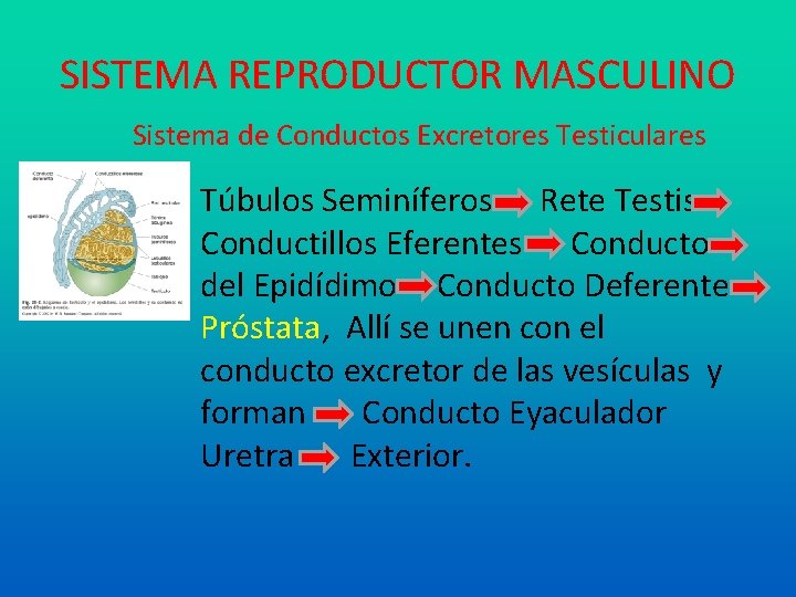 SISTEMA REPRODUCTOR MASCULINO Sistema de Conductos Excretores Testiculares Túbulos Seminíferos Rete Testis Conductillos Eferentes