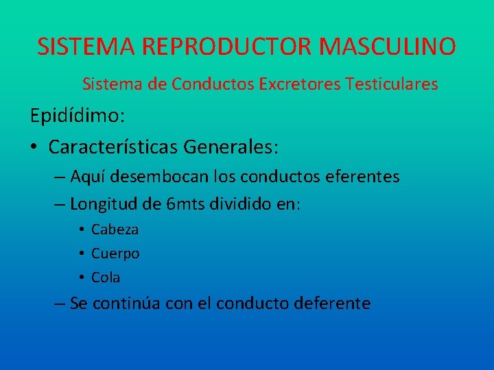 SISTEMA REPRODUCTOR MASCULINO Sistema de Conductos Excretores Testiculares Epidídimo: • Características Generales: – Aquí