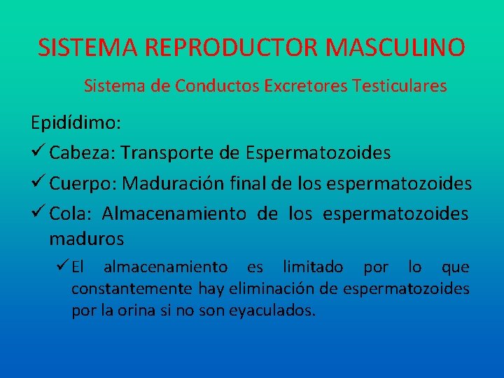 SISTEMA REPRODUCTOR MASCULINO Sistema de Conductos Excretores Testiculares Epidídimo: Cabeza: Transporte de Espermatozoides Cuerpo: