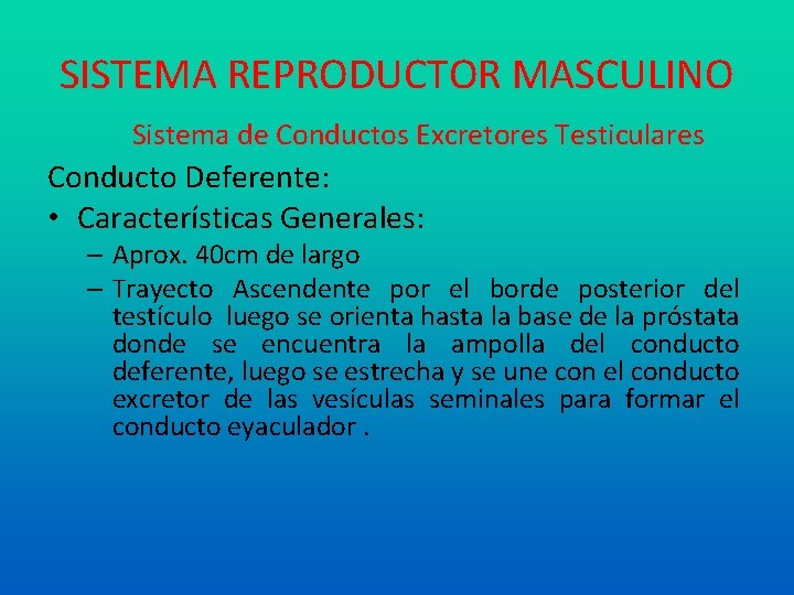 SISTEMA REPRODUCTOR MASCULINO Sistema de Conductos Excretores Testiculares Conducto Deferente: • Características Generales: –