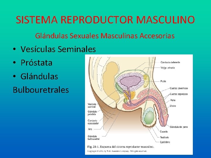 SISTEMA REPRODUCTOR MASCULINO Glándulas Sexuales Masculinas Accesorias • Vesículas Seminales • Próstata • Glándulas