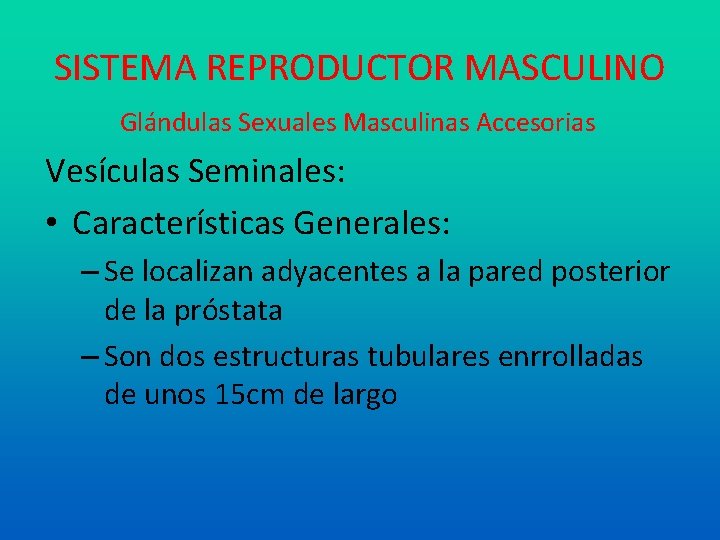SISTEMA REPRODUCTOR MASCULINO Glándulas Sexuales Masculinas Accesorias Vesículas Seminales: • Características Generales: – Se