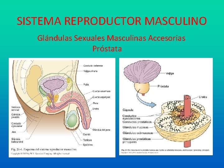 SISTEMA REPRODUCTOR MASCULINO Glándulas Sexuales Masculinas Accesorias Próstata 