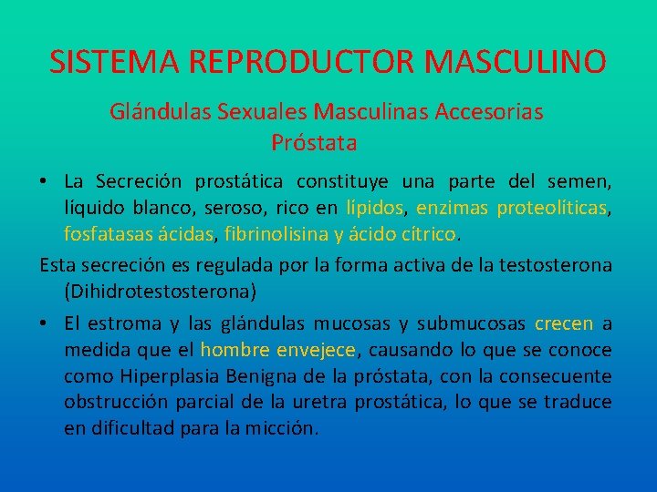 SISTEMA REPRODUCTOR MASCULINO Glándulas Sexuales Masculinas Accesorias Próstata • La Secreción prostática constituye una