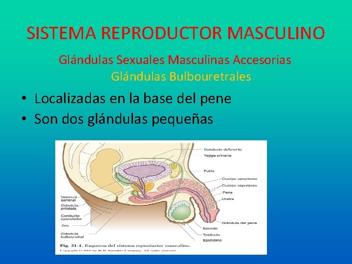 SISTEMA REPRODUCTOR MASCULINO Glándulas Sexuales Masculinas Accesorias Glándulas Bulbouretrales • Localizadas en la base