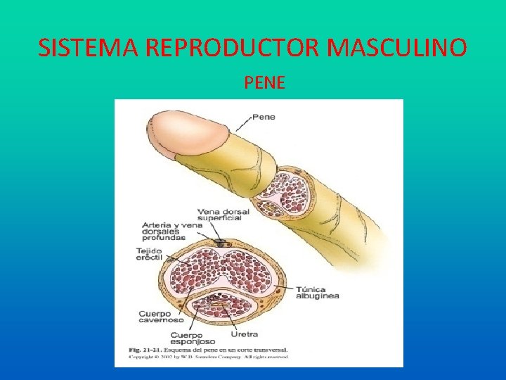 SISTEMA REPRODUCTOR MASCULINO PENE 