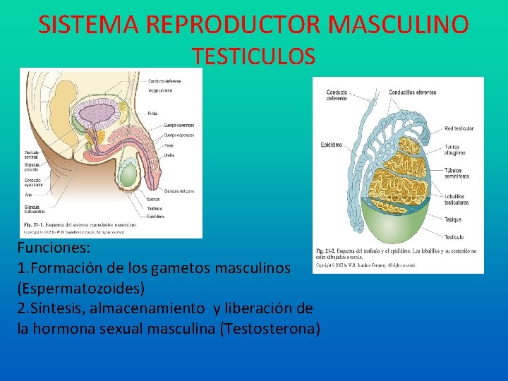 SISTEMA REPRODUCTOR MASCULINO TESTICULOS Funciones: 1. Formación de los gametos masculinos (Espermatozoides) 2. Síntesis,