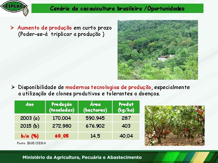Cenário da cacauicultura brasileira /Oportunidades Ø Aumento de produção em curto prazo (Poder-se-á triplicar