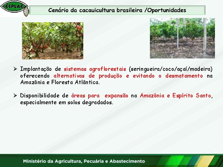  Ø Implantação de sistemas agroflorestais (seringueira/coco/açaí/madeira) oferecendo alternativas de produção e evitando o
