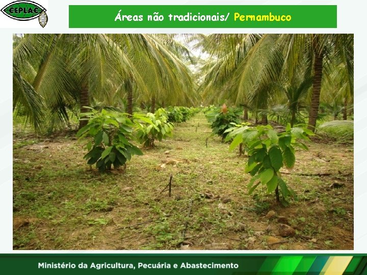 Áreas não tradicionais/ Pernambuco 