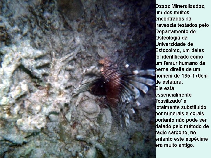 Ossos Mineralizados, um dos muitos encontrados na travessia testados pelo Departamento de Osteologia da