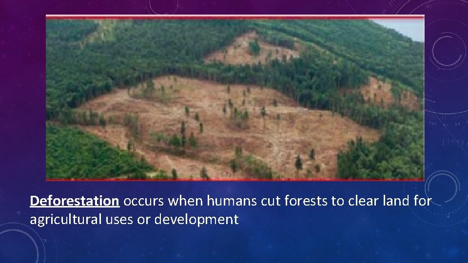 Deforestation occurs when humans cut forests to clear land for agricultural uses or development