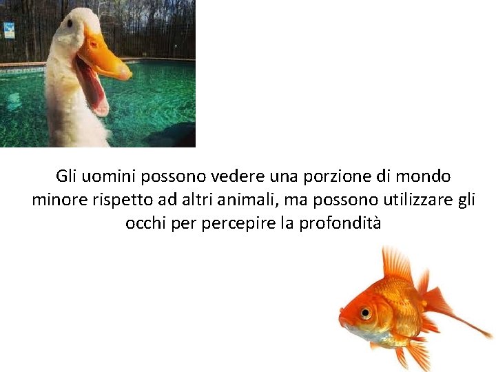 Gli uomini possono vedere una porzione di mondo minore rispetto ad altri animali, ma