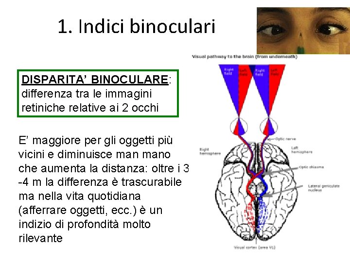 1. Indici binoculari DISPARITA’ BINOCULARE: differenza tra le immagini retiniche relative ai 2 occhi