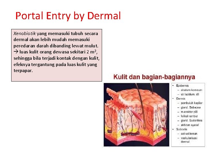 Portal Entry by Dermal Xenobiotik yang memasuki tubuh secara dermal akan lebih mudah memasuki