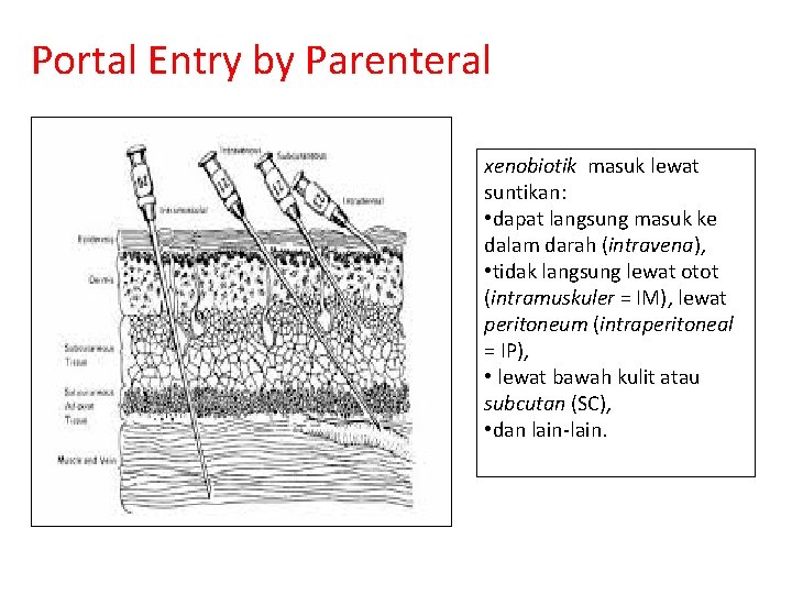 Portal Entry by Parenteral xenobiotik masuk lewat suntikan: • dapat langsung masuk ke dalam