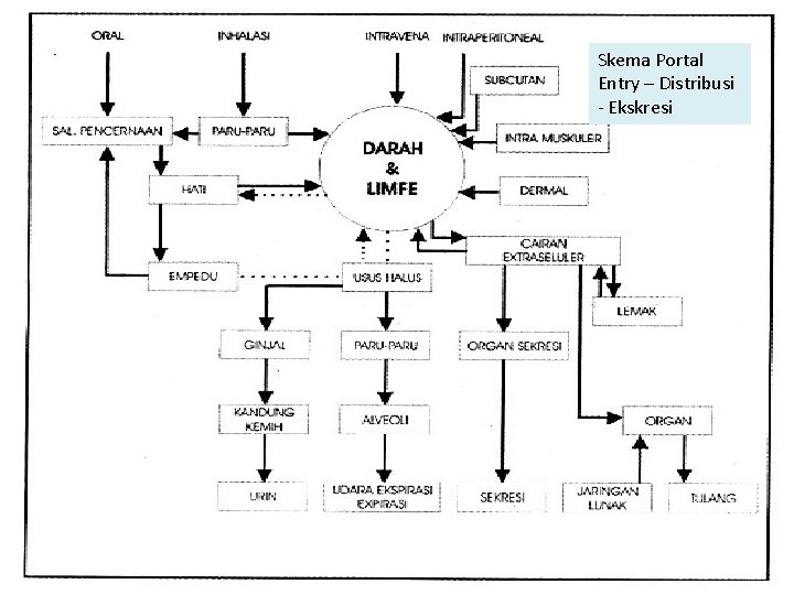 Skema Portal Entry – Distribusi - Ekskresi 