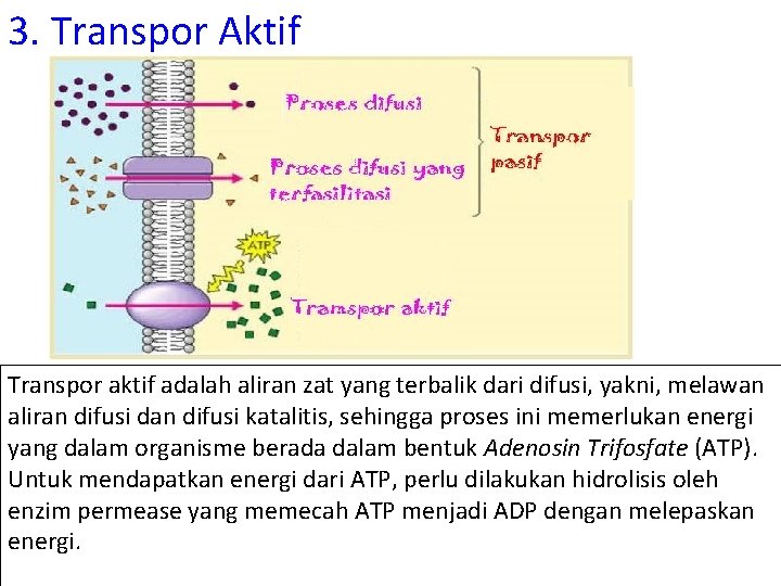 3. Transpor Aktif ü ü Aliran zat yang terbalik dari difusi, yakni, melawan aliran