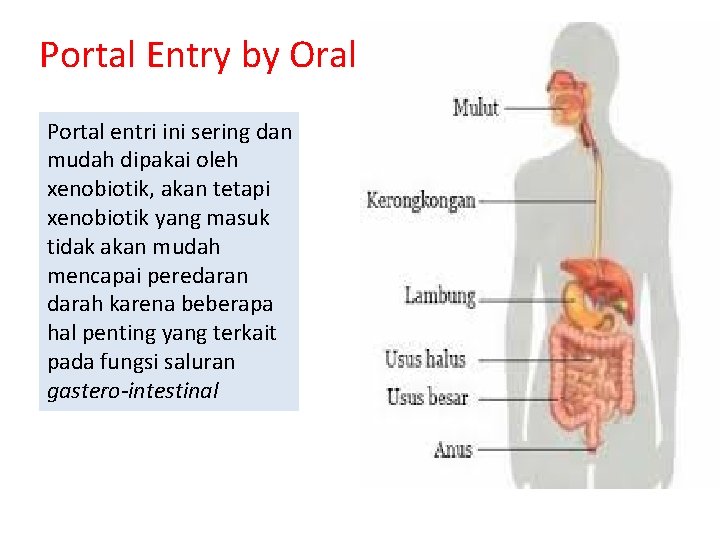 Portal Entry by Oral Portal entri ini sering dan mudah dipakai oleh xenobiotik, akan