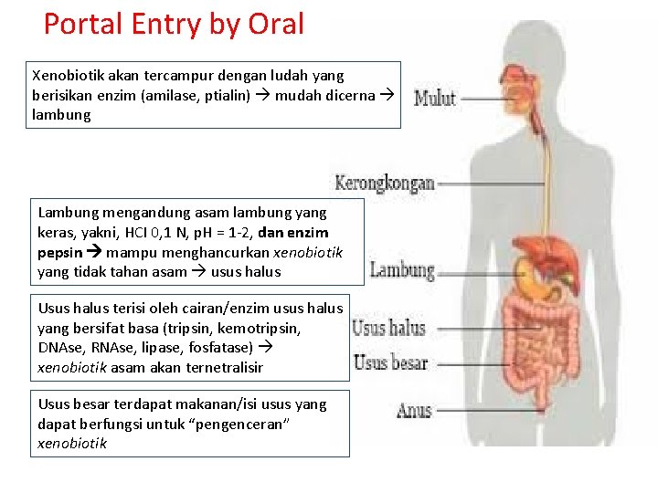 Portal Entry by Oral Xenobiotik akan tercampur dengan ludah yang berisikan enzim (amilase, ptialin)