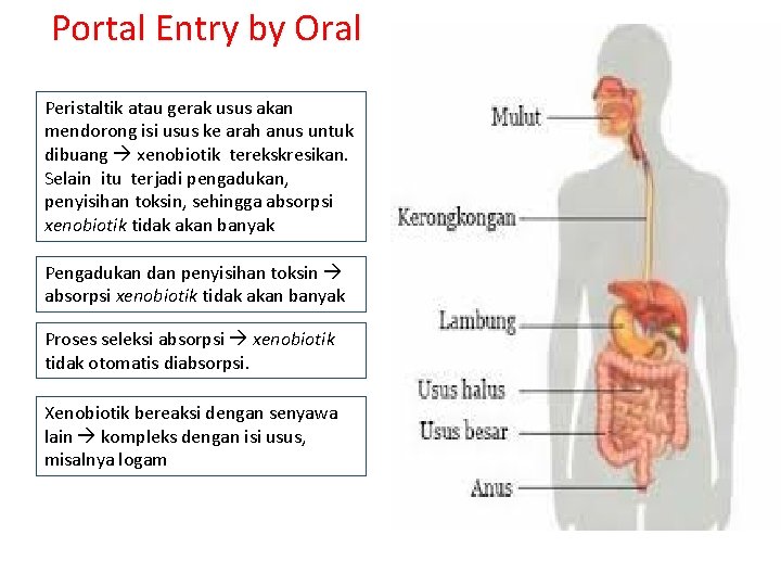Portal Entry by Oral Peristaltik atau gerak usus akan mendorong isi usus ke arah