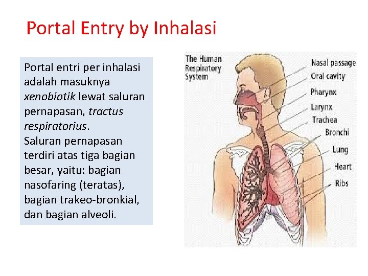 Portal Entry by Inhalasi Portal entri per inhalasi adalah masuknya xenobiotik lewat saluran pernapasan,