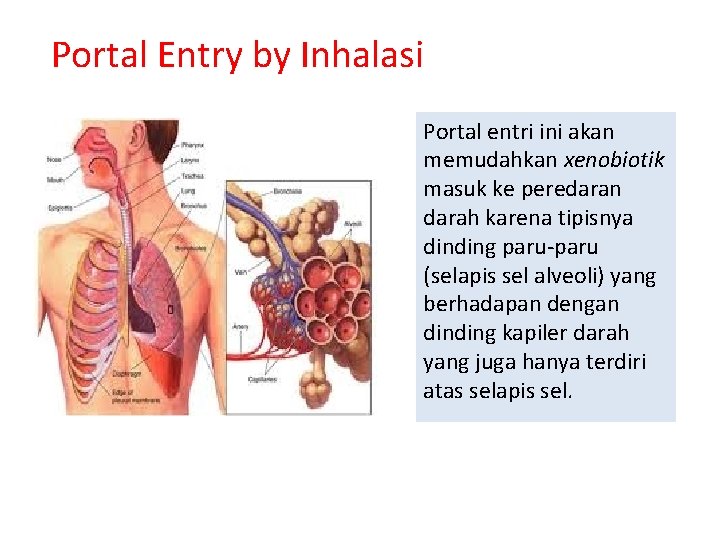 Portal Entry by Inhalasi Portal entri ini akan memudahkan xenobiotik masuk ke peredaran darah