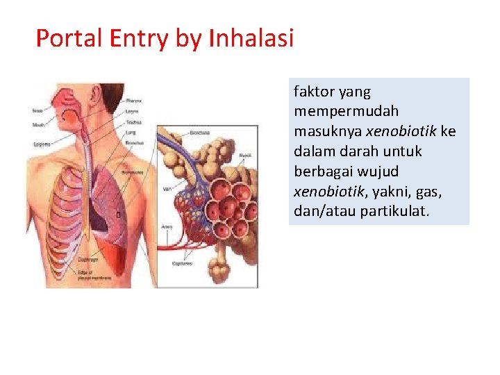 Portal Entry by Inhalasi faktor yang mempermudah masuknya xenobiotik ke dalam darah untuk berbagai