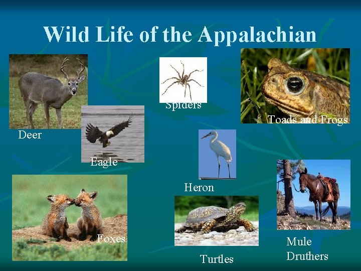 Wild Life of the Appalachian Spiders Toads and Frogs Deer Eagle Heron Foxes Turtles