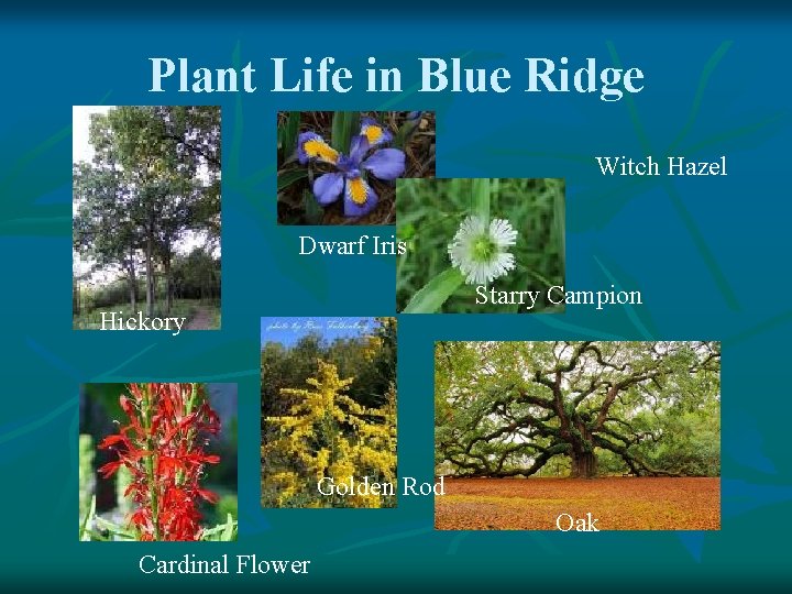 Plant Life in Blue Ridge Witch Hazel Dwarf Iris Starry Campion Hickory Golden Rod