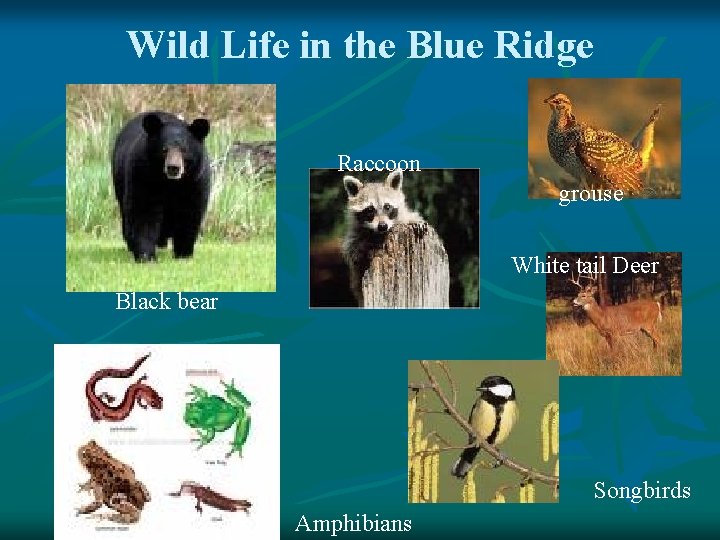 Wild Life in the Blue Ridge Raccoon grouse White tail Deer Black bear Songbirds