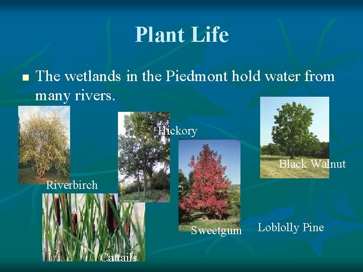 Plant Life n The wetlands in the Piedmont hold water from many rivers. Hickory