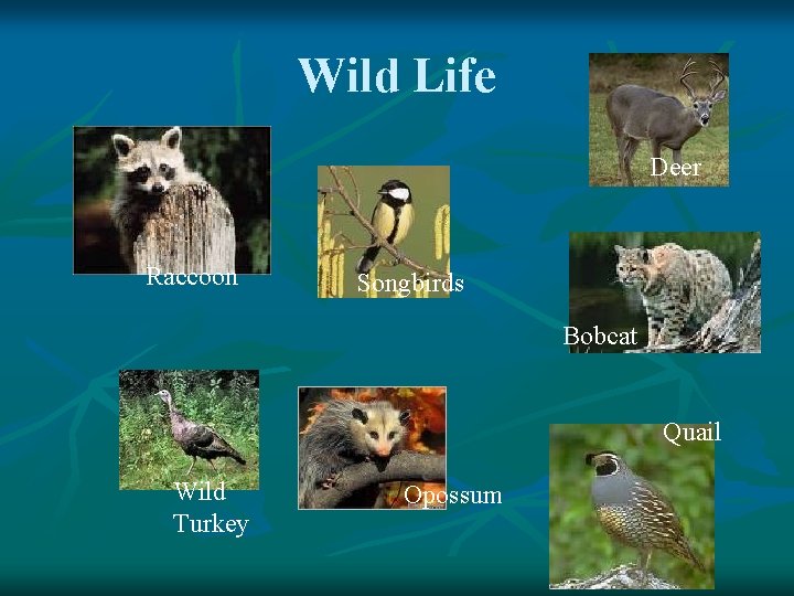 Wild Life Deer Raccoon Songbirds Bobcat Quail Wild Turkey Opossum 