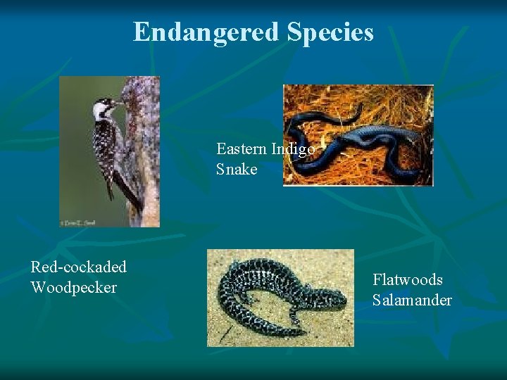 Endangered Species Eastern Indigo Snake Red-cockaded Woodpecker Flatwoods Salamander 