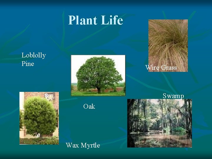 Plant Life Loblolly Pine Wire Grass Swamp Oak Wax Myrtle 