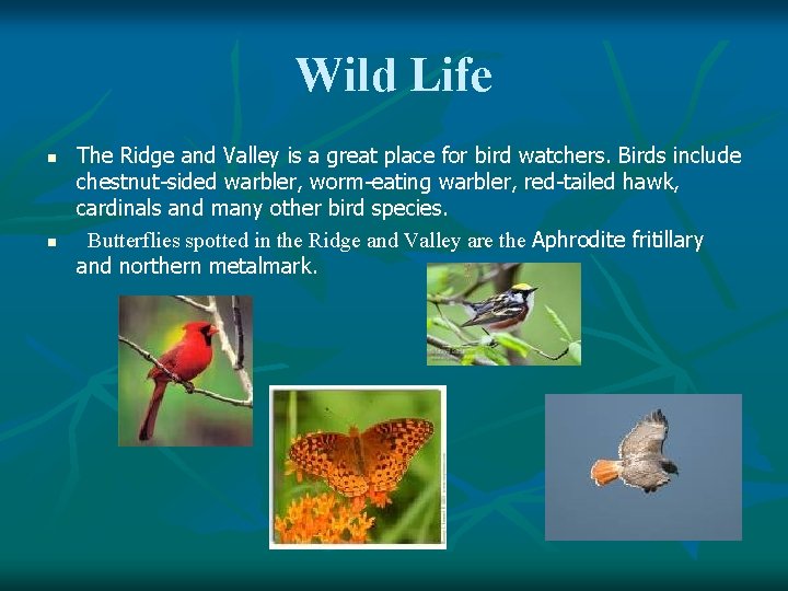 Wild Life n n The Ridge and Valley is a great place for bird